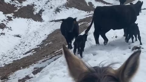 We are producing the healthiest beef in the country. Bio Tested and Proven @ cartercountrymeats.com