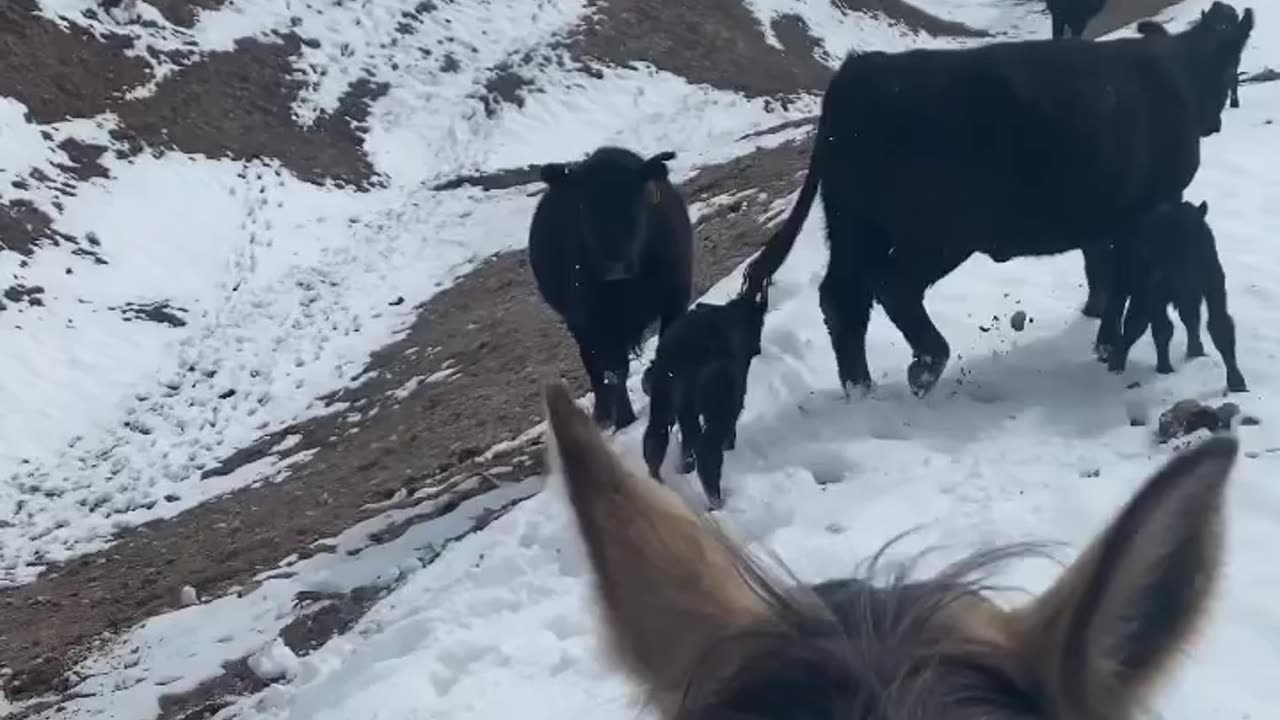 We are producing the healthiest beef in the country. Bio Tested and Proven @ cartercountrymeats.com