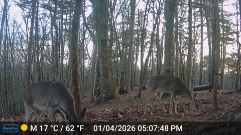 The Woods – 01/05/2026