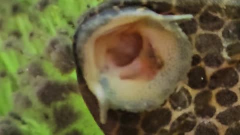 It looks like a monster mouth