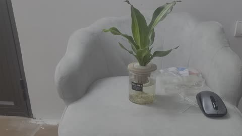 You can see the snake plant in my office_05_ Date 09.08