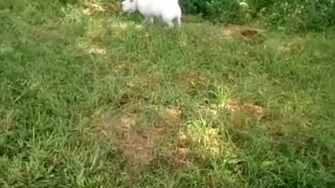 dog