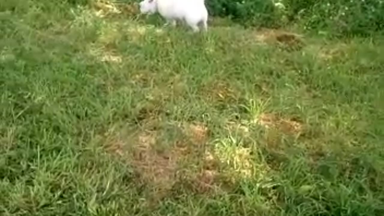 dog