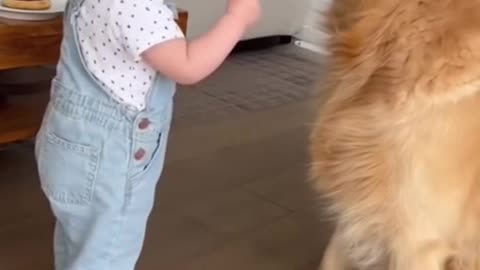 Cute Baby Playing With Animals | Adorable Baby & Pets Moments | Funny Animal Reactions”