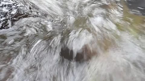 Wild Encounters Up Close with Nature