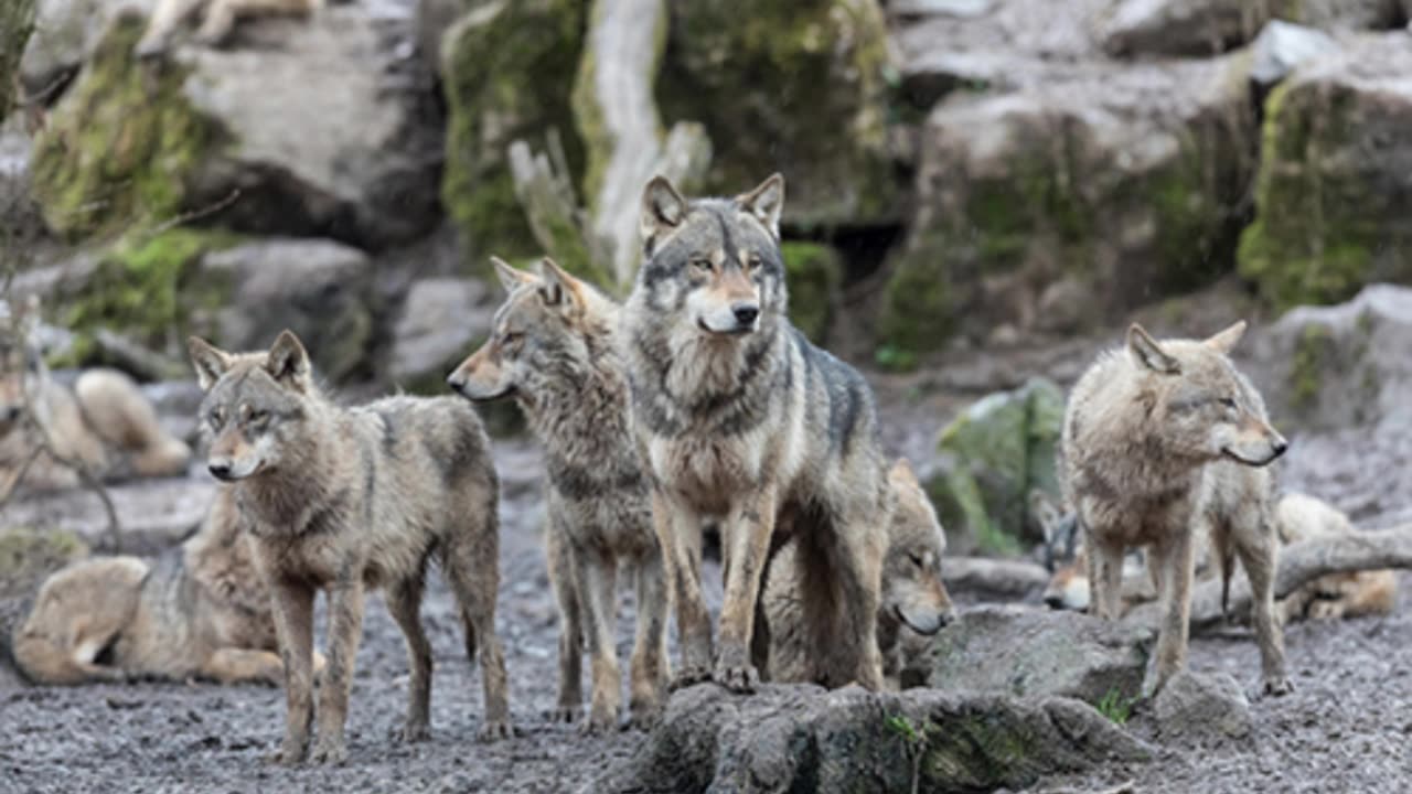 What Beautiful Music They Make: a piece with howling wolves
