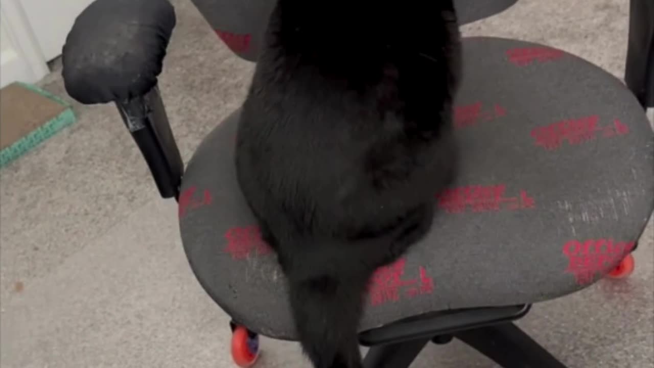 Precious Piper Practices Letters with Her Tail at Work - Adopting a Cat from a Shelter Vlog #shorts