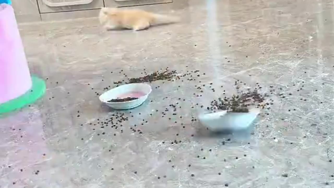 Cats act like they've never eaten before.