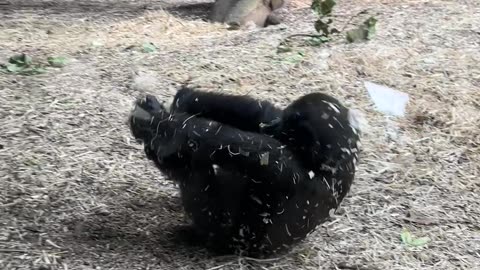 Somersaulting Baby Gorilla
