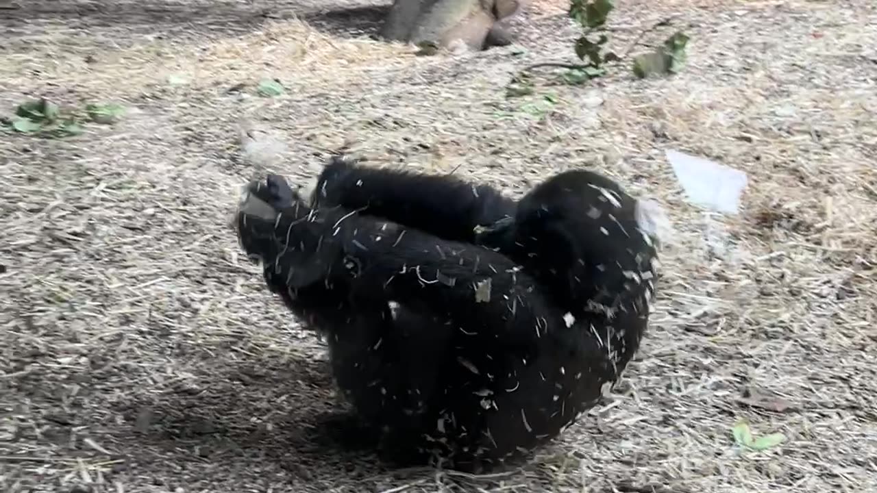 Somersaulting Baby Gorilla