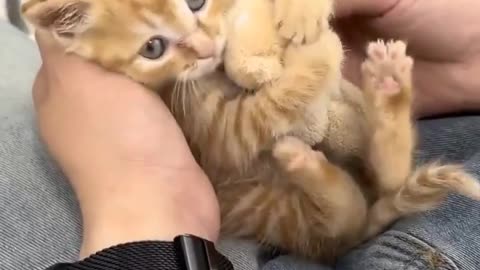😂🐈 Kitty's Favorite Toy Will Melt Your Heart! | FunFM