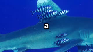 🎥 “Remora & Shark Ocean’s Oddest Allies 🦈🐟 Mutualism in Motion”
