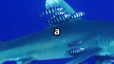 🎥 “Remora & Shark Ocean’s Oddest Allies 🦈🐟 Mutualism in Motion”