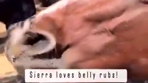 ❤️‍🩹😂 Love Belly Rubs | FunFM