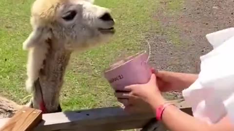 Rude Alpaca