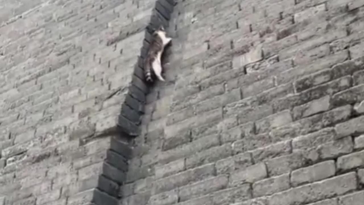 Cat curiosity behavior