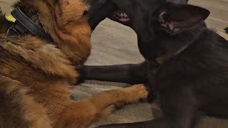 😂🐶 K-I-S-S-I-N-G: Epic Animal Cuddle | FunFM
