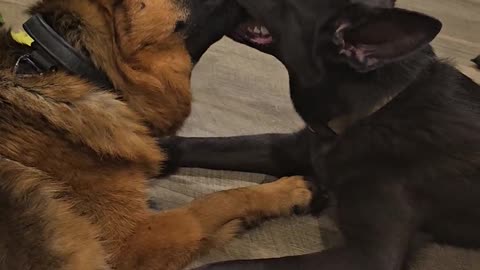 😂🐶 K-I-S-S-I-N-G: Epic Animal Cuddle | FunFM
