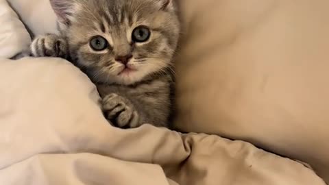 ​The Smallest Bed in the World! 🐾