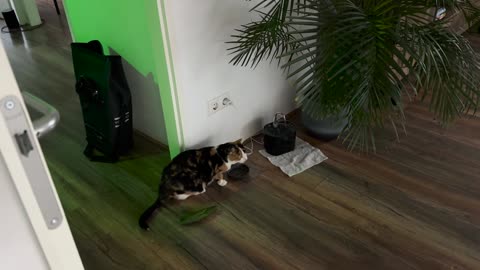 😂😱 Startled by Cucumber! | FunFM