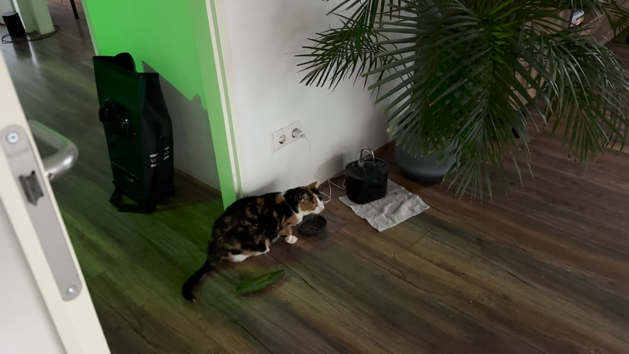 😂😱 Startled by Cucumber! | FunFM