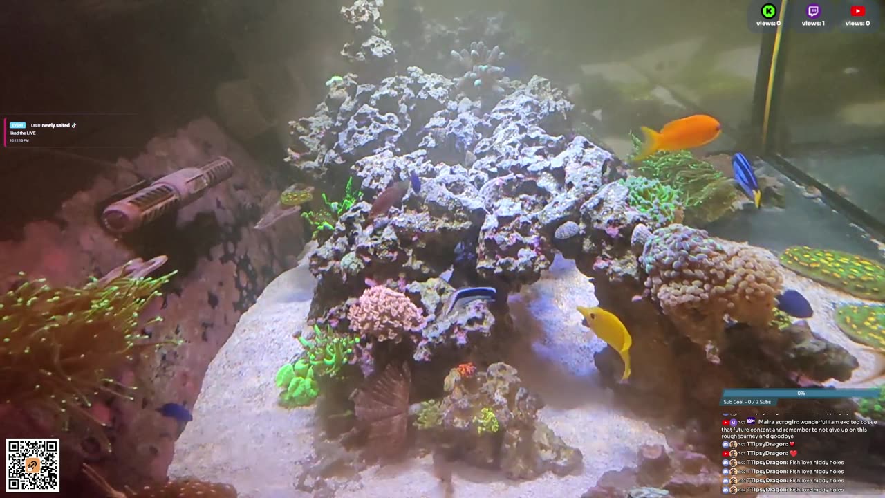 24/7 Real Live Reef Stream