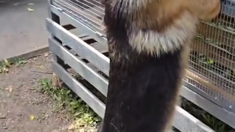 Dog's Comedy Videos 🤣 so cute videos 😍 funny videos in puppies comedy scenes 😂 Live Camera HD 🤣