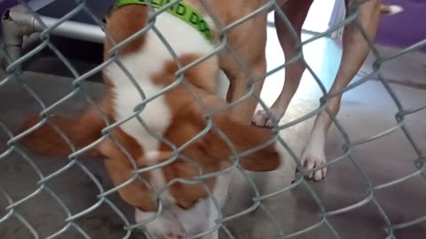 Kuma 1y Pet Id 948375 kennel 24 HSSAZ shelter groovy guy goes easy way out not using nose20250718506