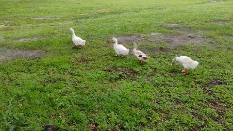 Hungry ducks