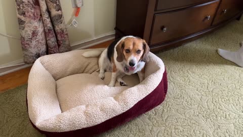 Daisy the Beagle's New Bed
