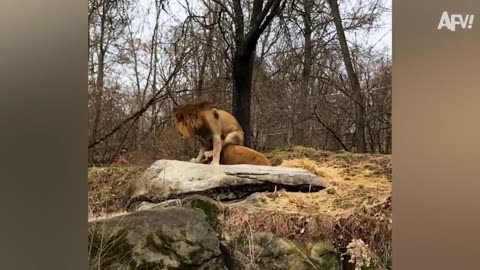 FUNNIEST Wild Animal Moments Caught on Camera 🤣