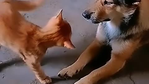Video funny