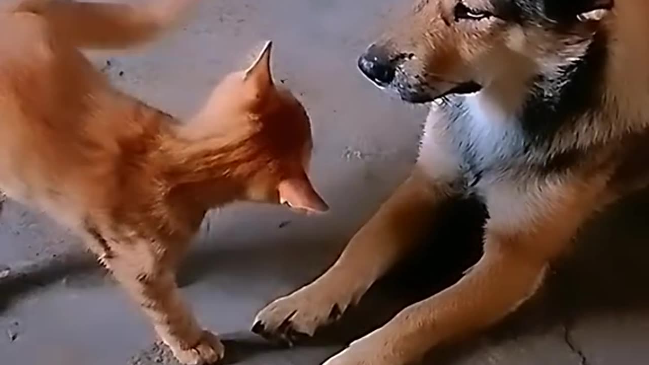 Video funny