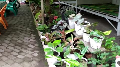 Discovering Beautiful Wild Ornamental Plants – Nature’s Living Art