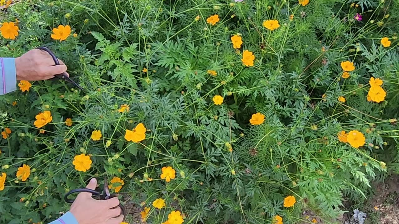 Deadheading The Zone 13 Wildflower Area part II