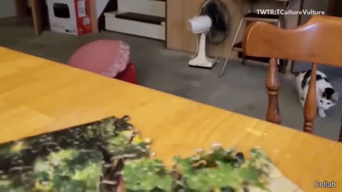 best cat videos