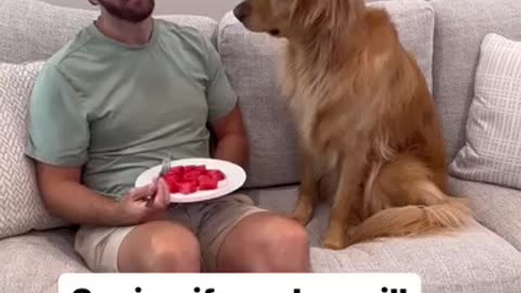 My dog stole my food!