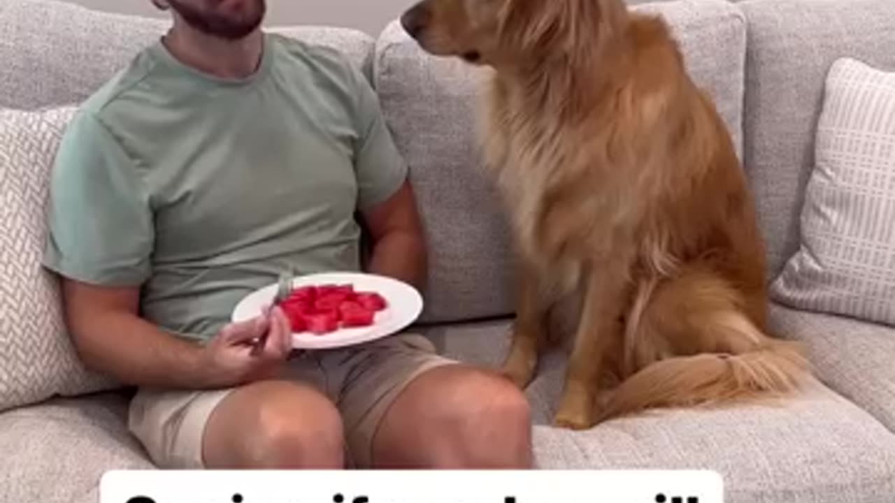 My dog stole my food!