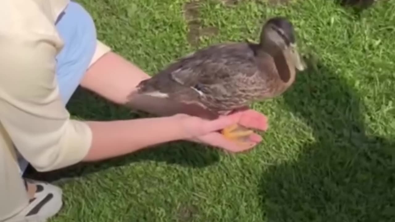 EVERYONE loves DoDo videos. This is TOO CUTE!