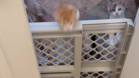 Kittens Climb Over Baby Gate