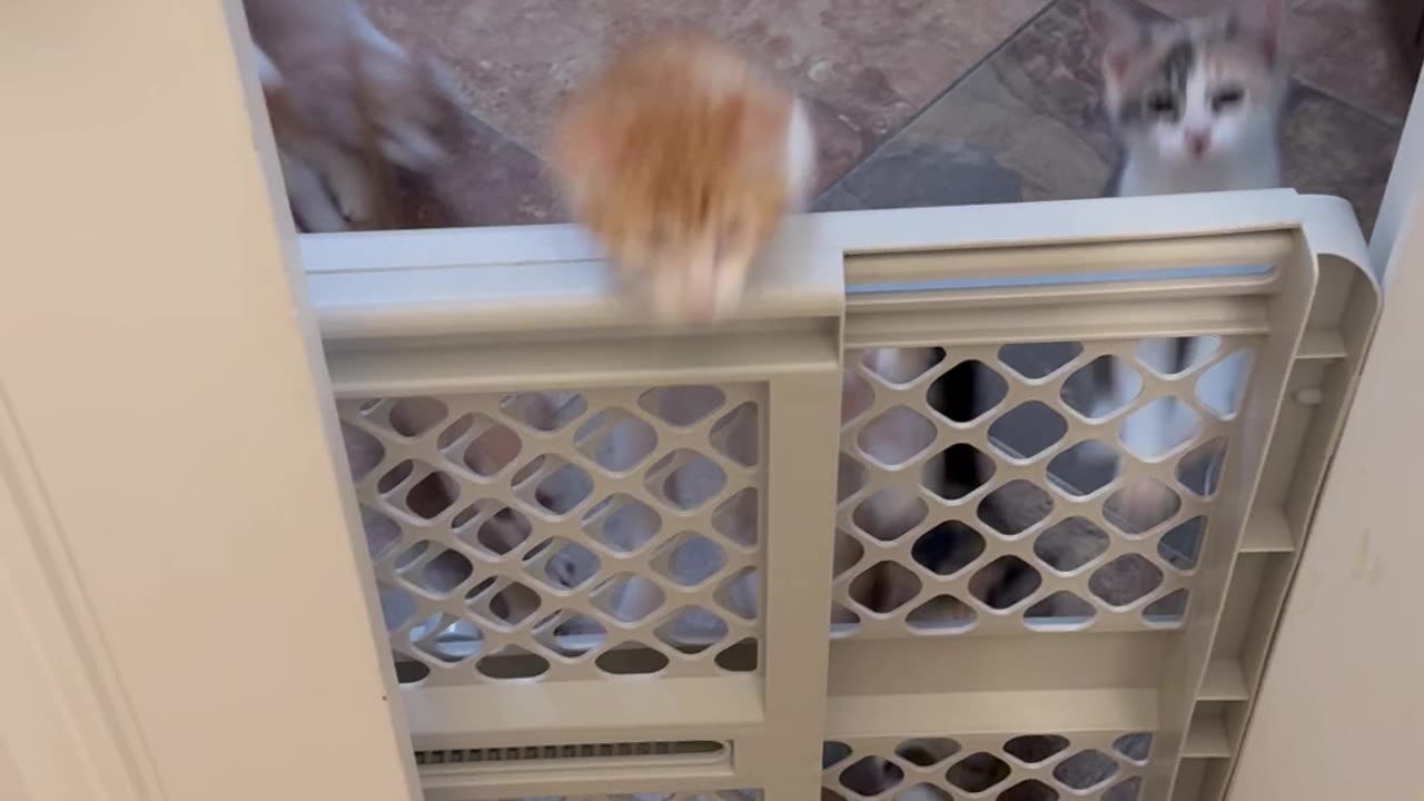 Kittens Climb Over Baby Gate