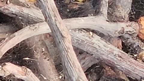 Funnel Weaver Spider Captures Drags and Kicks the bucket of a Firefly back to Web