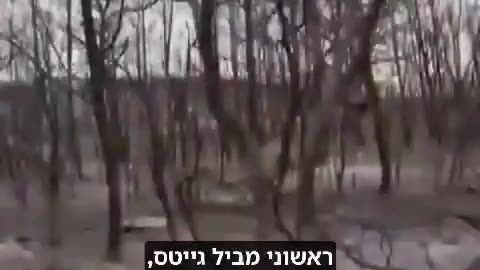 זאת כבר לא סאטירה ביל גייטס רוצה להציל את כדור הארץ על ידי כריתת עצים וקבירתם באדמה