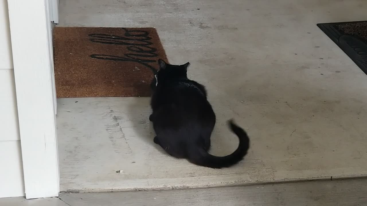 20250622 110816 Tux Bird Murder