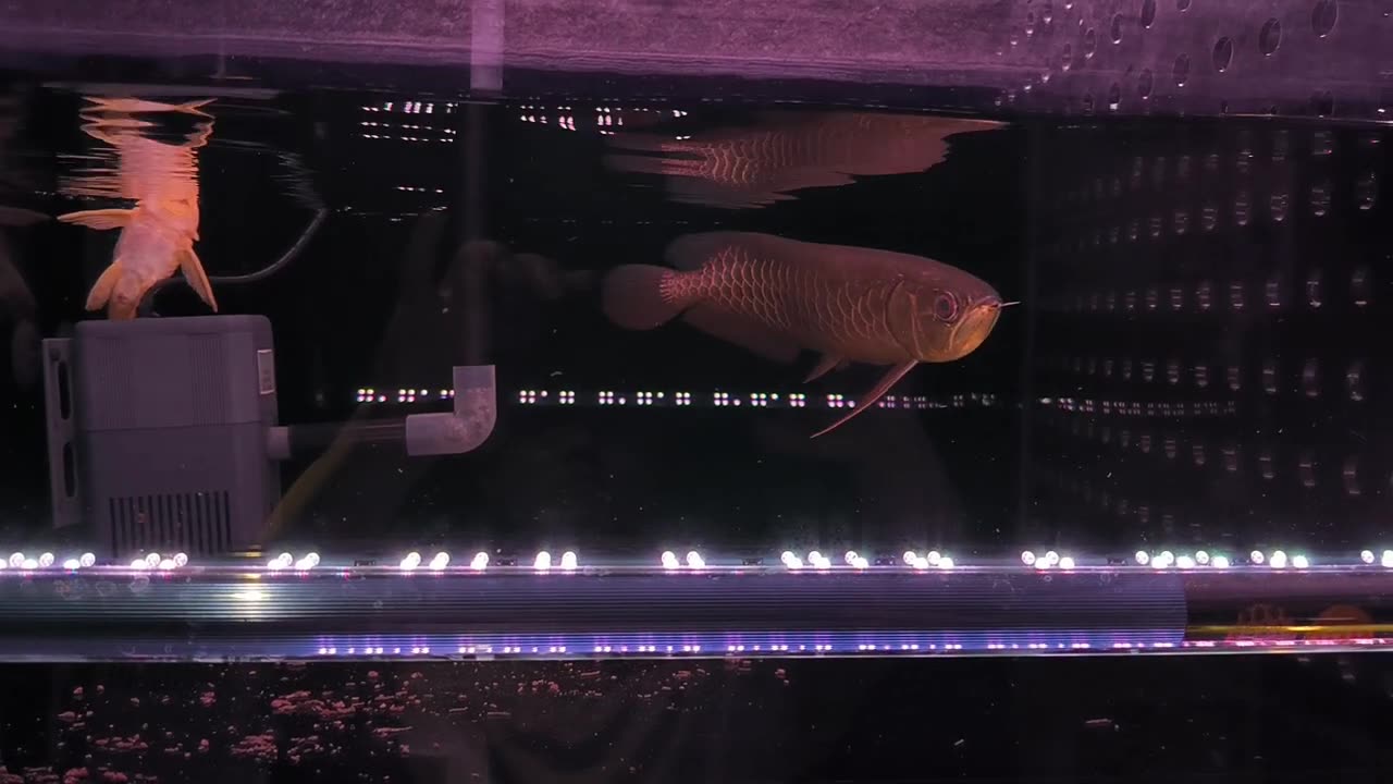 【龍爵士】 老種 極上藍底 30公分