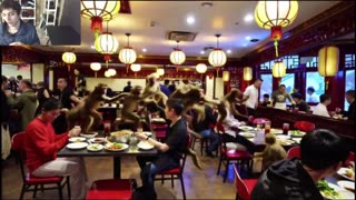 Outtake #1,056 Of Over 5 Monkeys Roam Around A Chinese Restaurant Fake Funny Parody Video