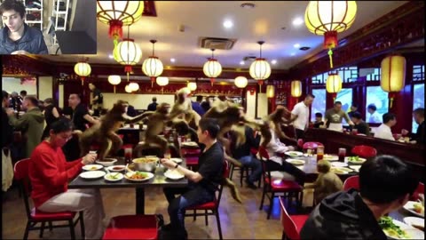 Outtake #1,056 Of Over 5 Monkeys Roam Around A Chinese Restaurant Fake Funny Parody Video
