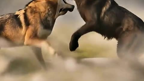 Wild Wolves Clash | Intense Battle for Survival 🐺⚡ #shorts