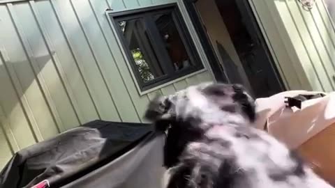 😂🐶 So Cute and Expressive! | FunFM