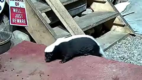 Skunk has trouble getting on board 🦨